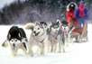 Schlittenhunde in Kamtschatka