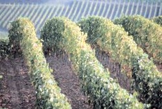 Weinberg bei Tokaj