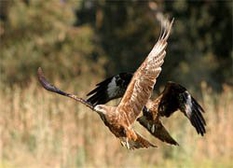 Baikalo-Lenski Sapovednik