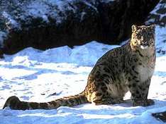 Fotosafari zum Schneeleopard