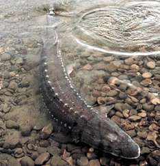 Stoer, Foto: Wikipedia
