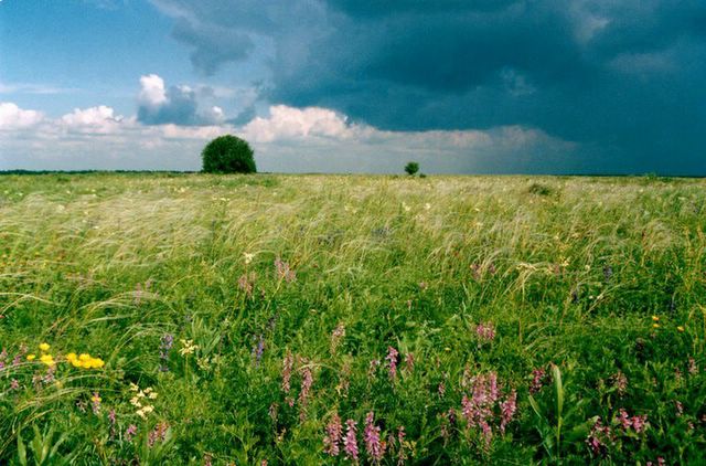 Blühende Steppe an der Wolga