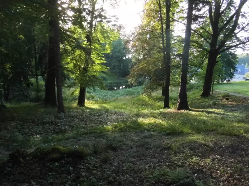 Sonniger Wald mit kleinem Teich in Niederschlesien
