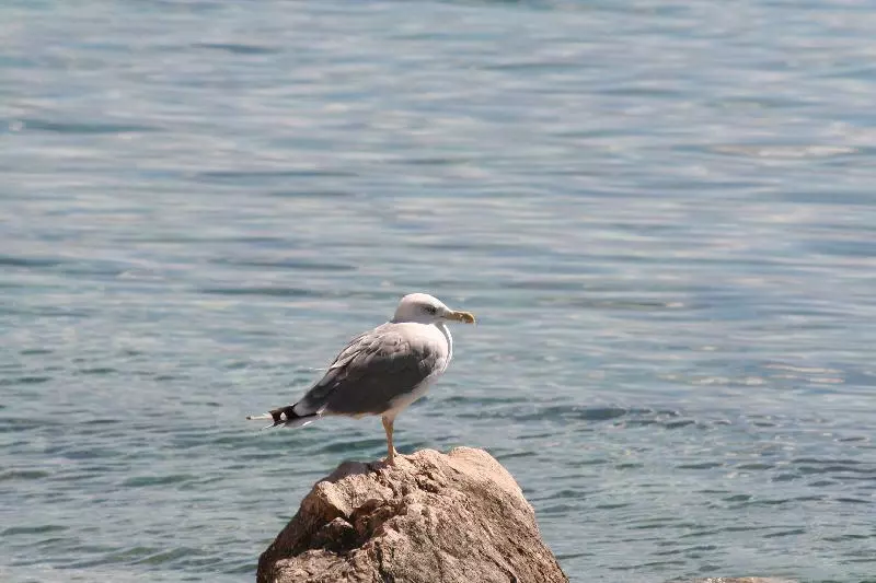 Möwe auf einem Felsen am Wasser