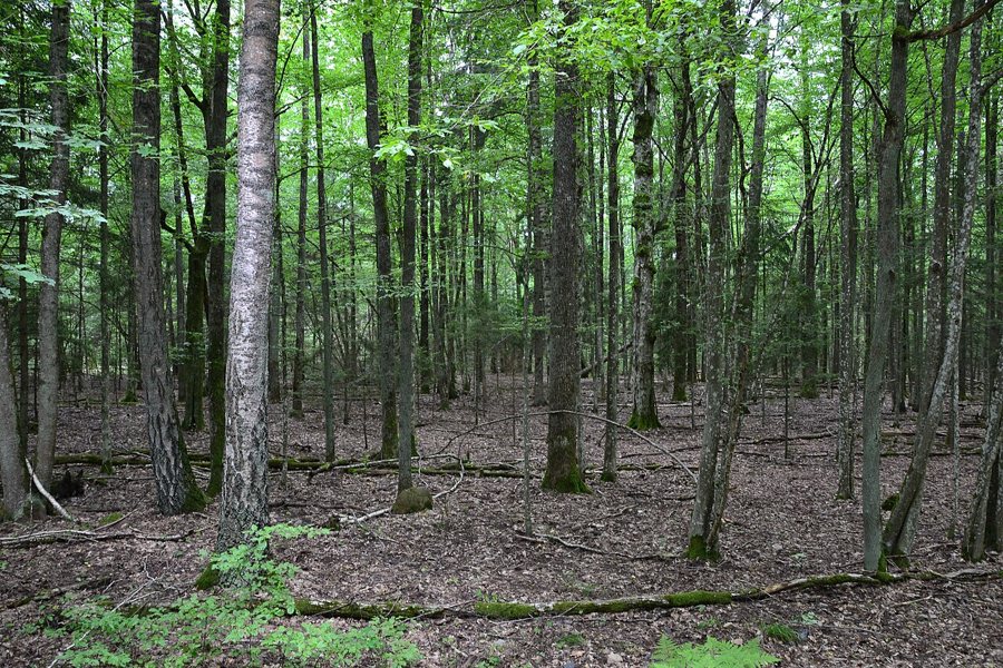Laubwald im Nationalpark Belaweschskaja Puschtscha in Belarus
