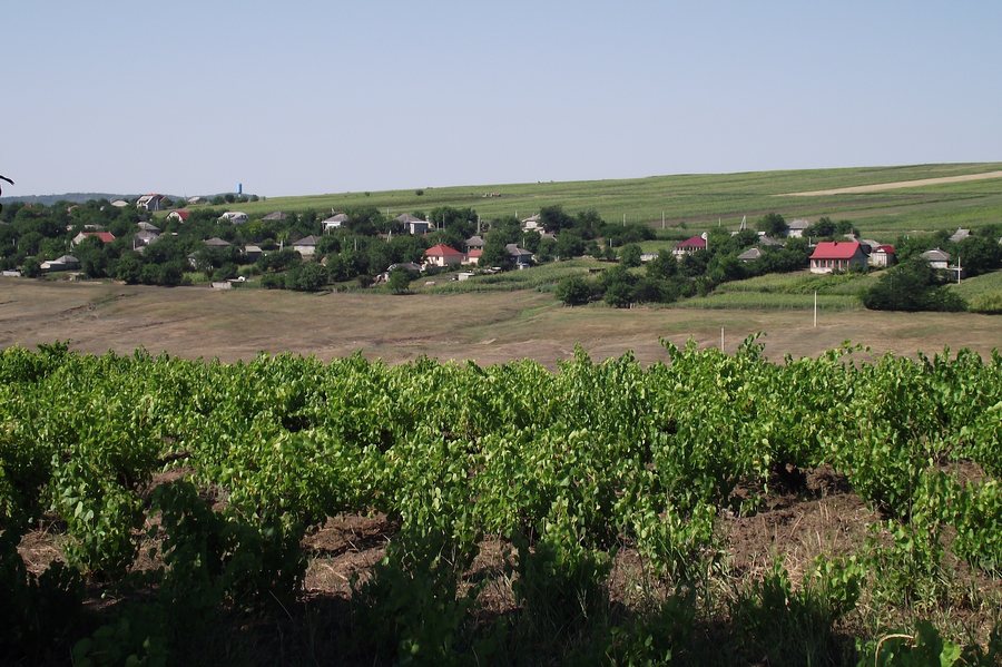 File:Sîngerei District, Moldova - panoramio (10).jpg