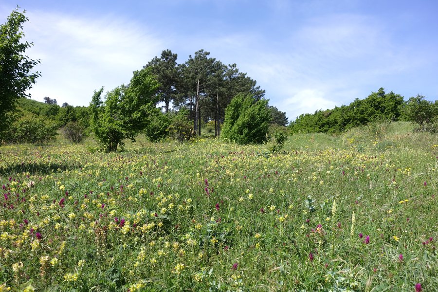 File:Shida Kartli nature.jpg