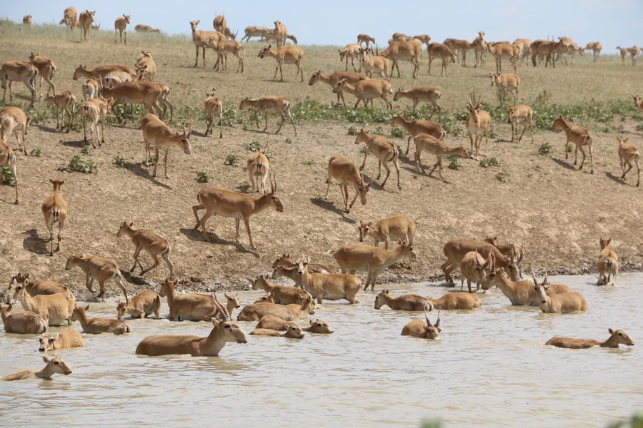 File:Saiga West Kazakhstan.jpg
