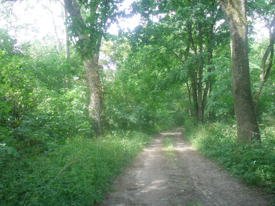 File:Rycice park - panoramio.jpg