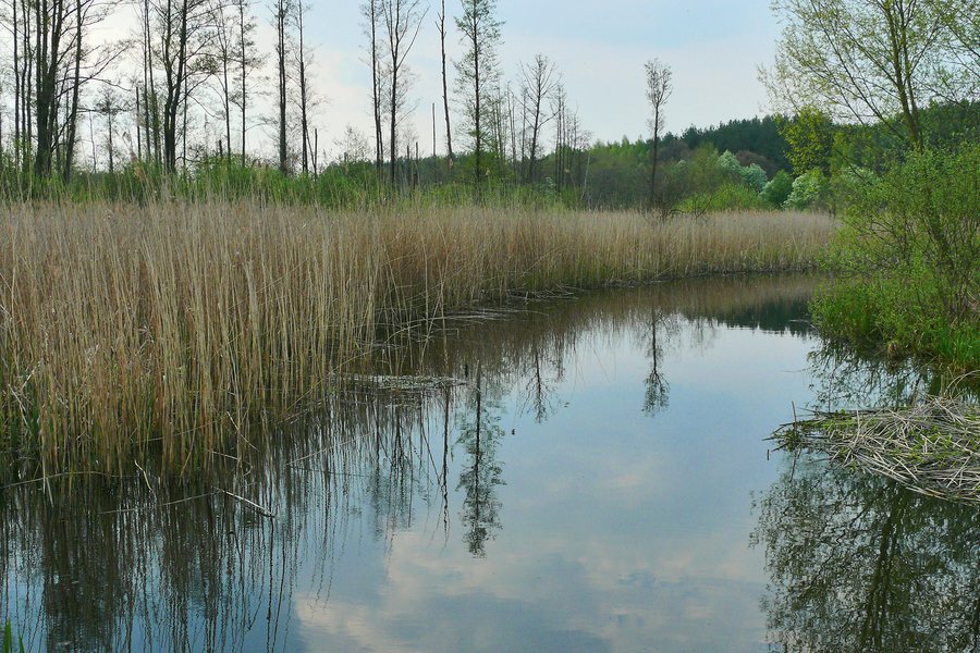 File:Rzeka Zwoleńka w okolicach Gniazdkowa.jpg