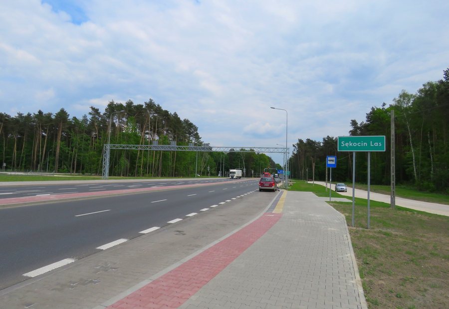 File:SĘKOCIN LAS 01.jpg