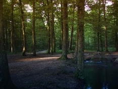 Wald in den Morgenstunden