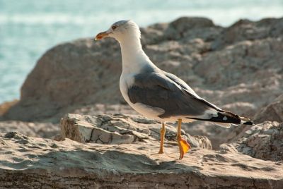 Möve am Strand von Rovinj