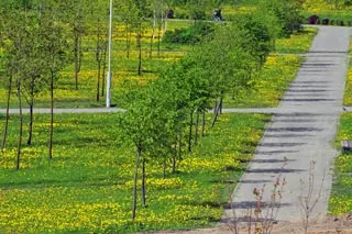 neue Bäume in minsk