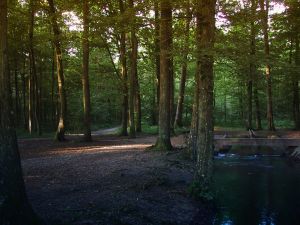 Wald in den Morgenstunden